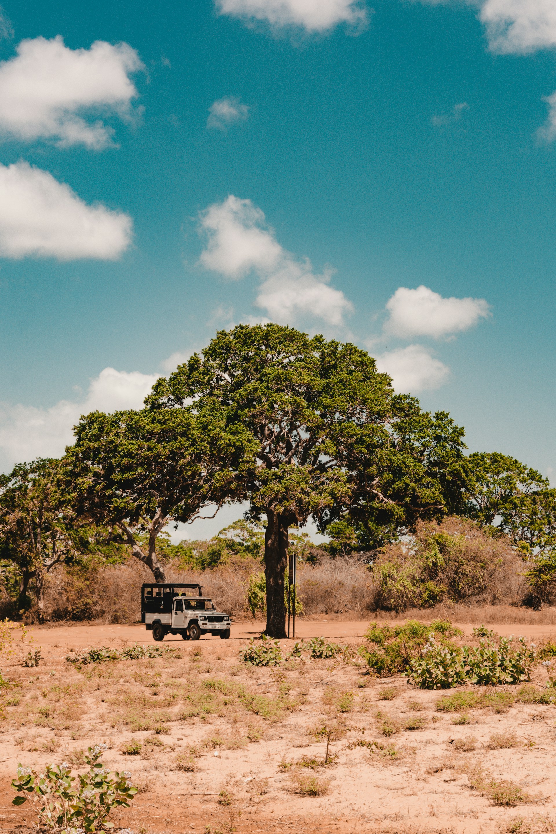 Wild Encounters in Yala 