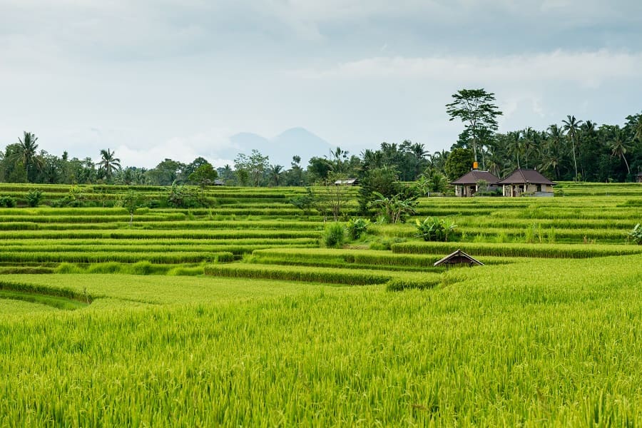 Battambang — Rural Rice Field Landscapes