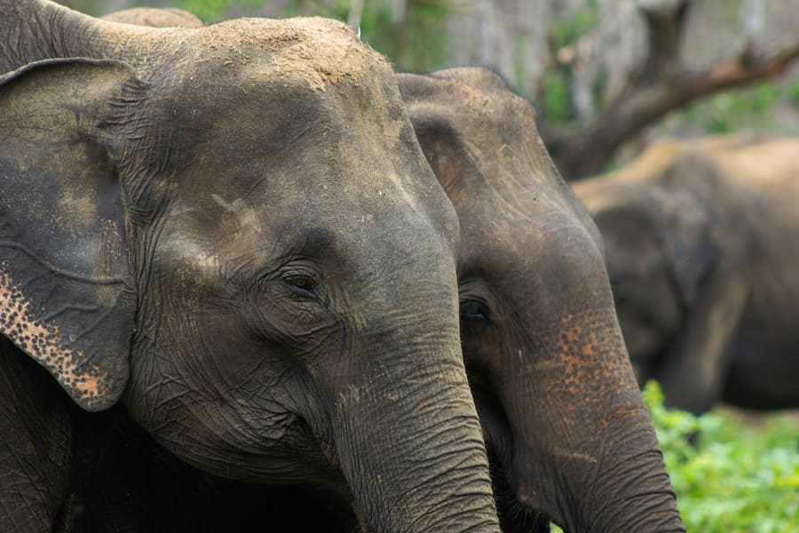 Elephant Sanctuary ⭐ 4.7 — Ethical Wildlife Encounter