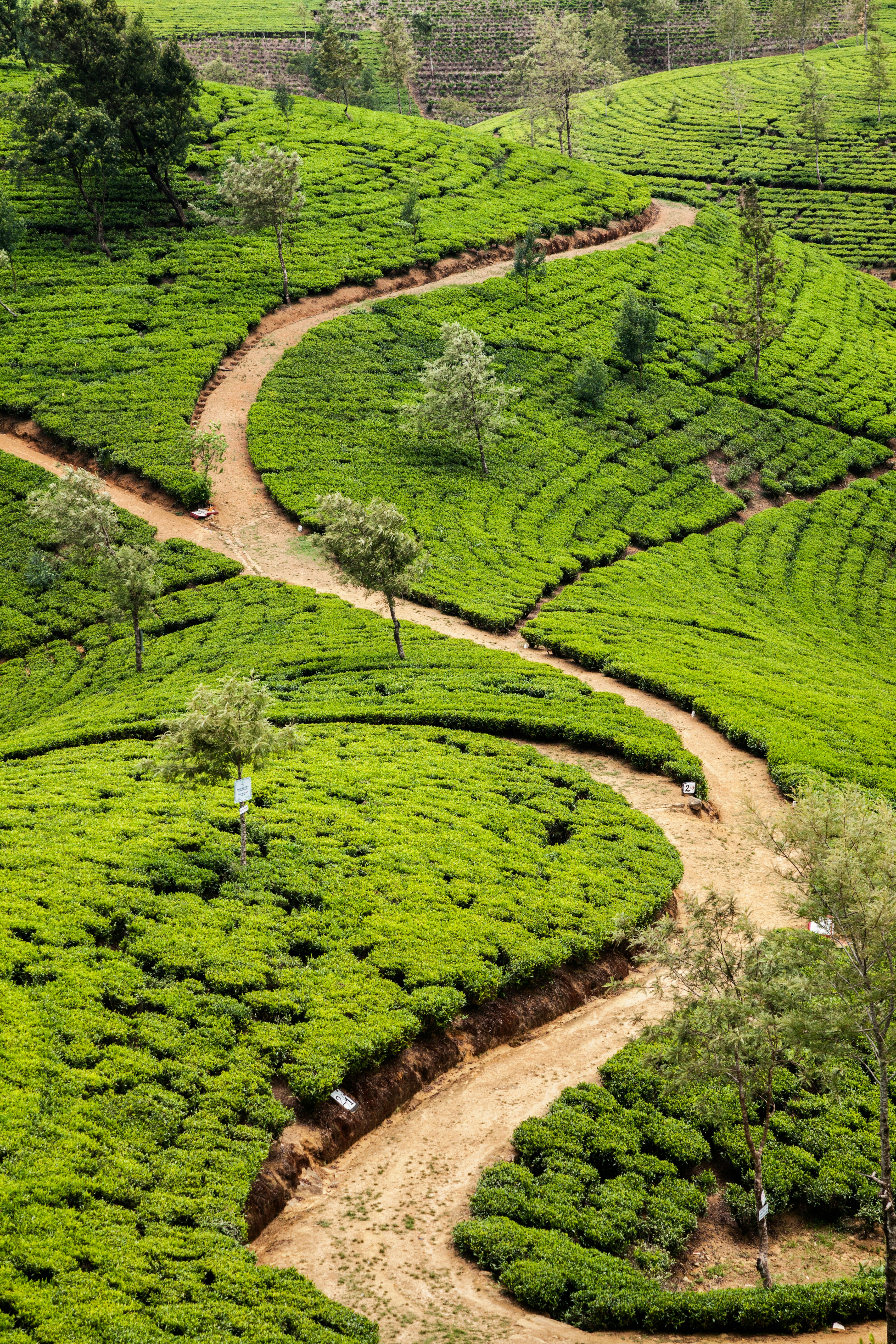 Nuwara Eliya Tea Estates