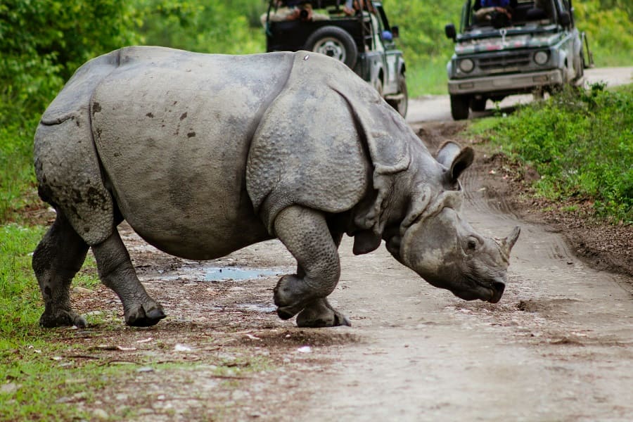 Kaziranga — One-Horned Rhino