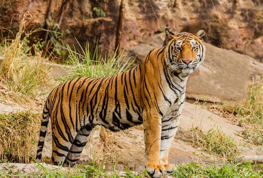 Sundarbans — Royal Bengal Tiger