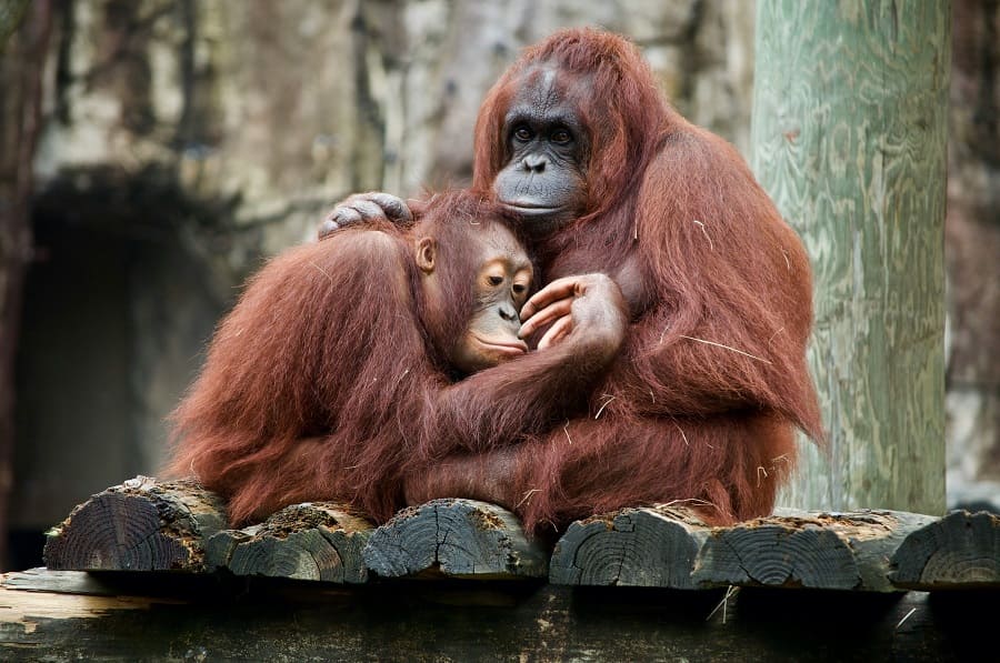 Sepilok Orangutans
