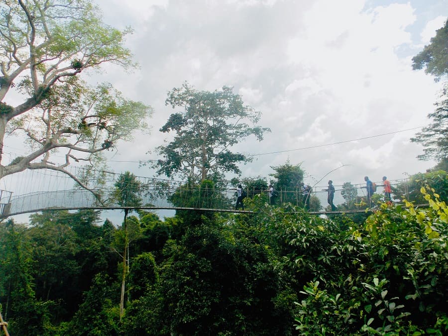 Rainforest Discovery Centre