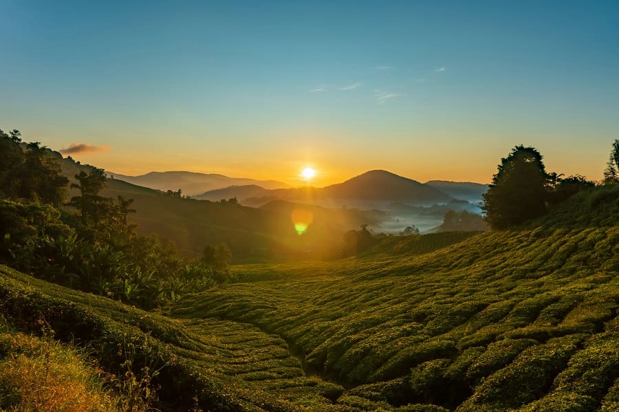 Cameron Highlands Tea
