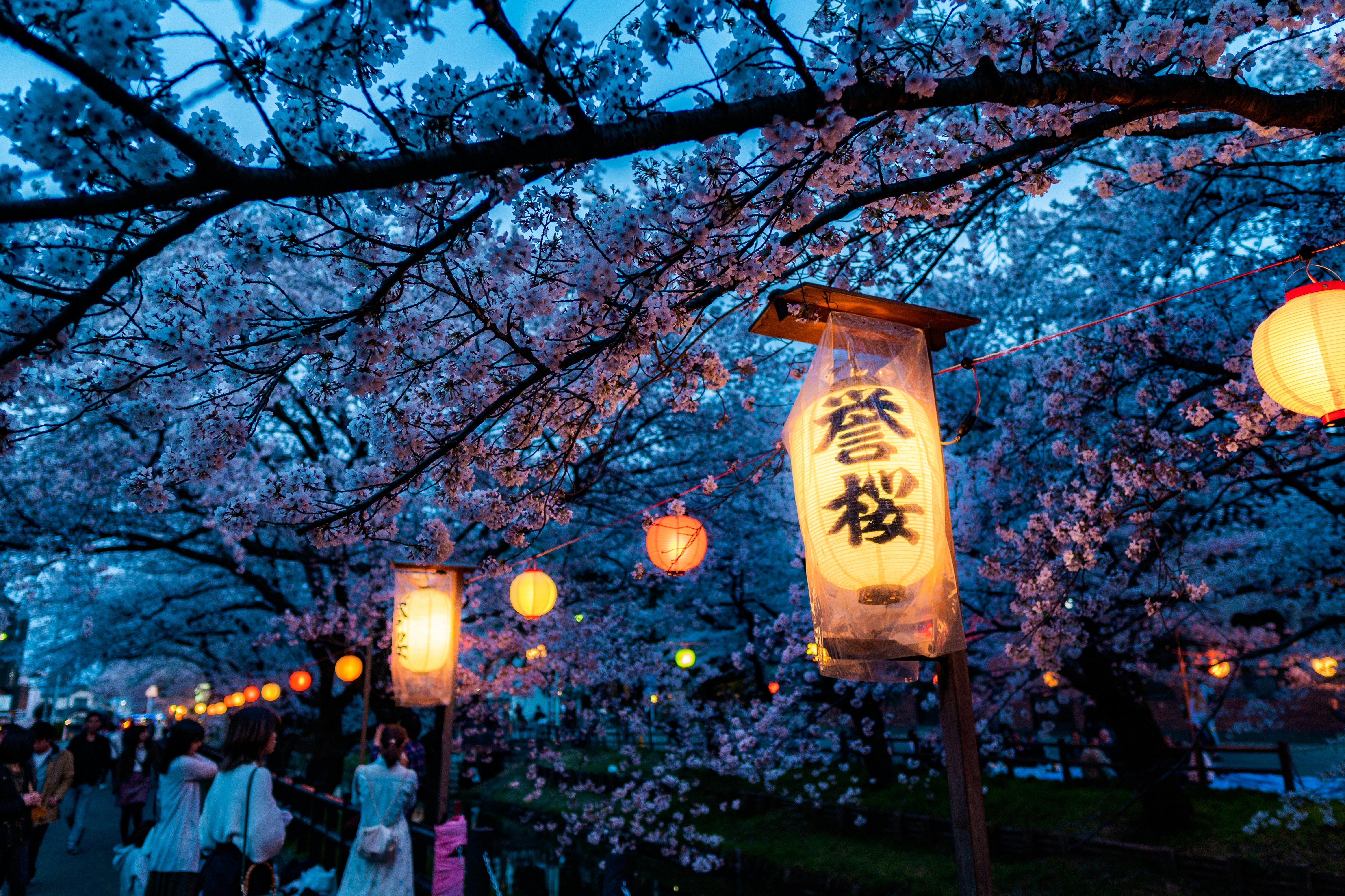 Scenic 12 Days Classic Tour of Japan