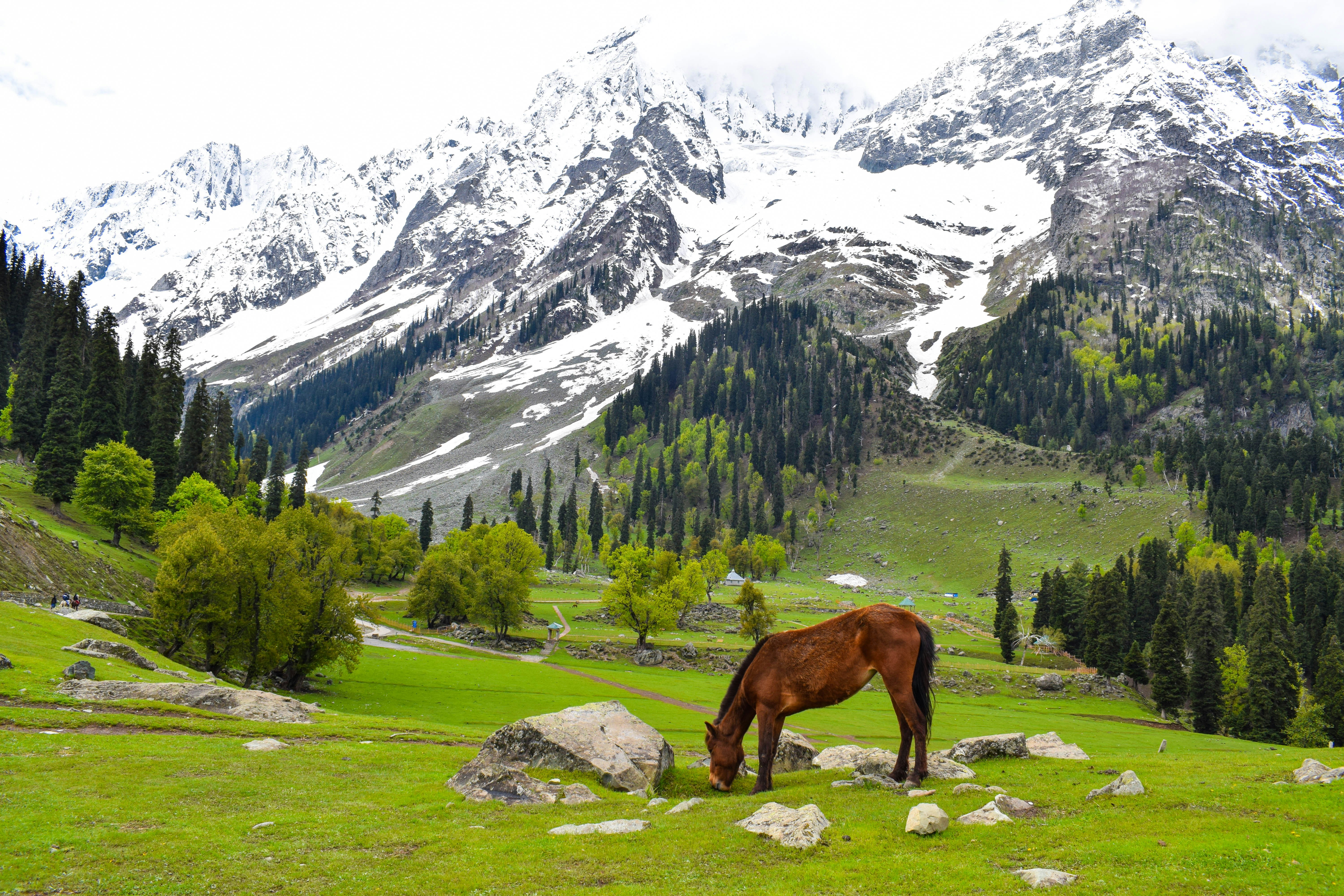 11 Nights 12 Days Premium Golden Triangle & Kashmir Paradise