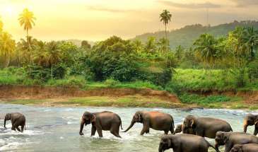 Shri Lanka Holiday Tours
